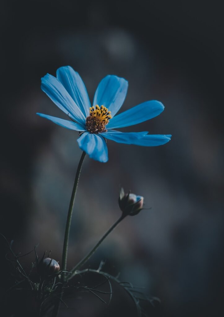 blue flower, wildflower, meadow